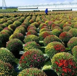 Meet your Posher, Walter